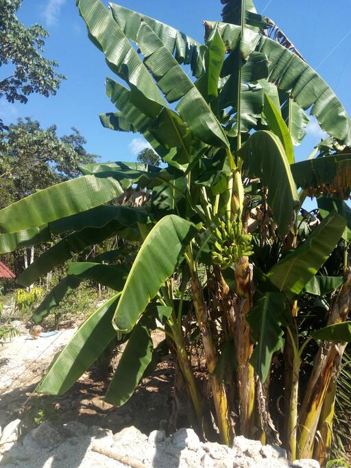 Banana trees