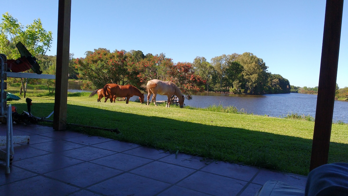 A serene view of a river bordered by trees is captured, with several horses grazing peacefully on the lush green grass. The landscape reflects a tranquil outdoor setting, promoting a connection with nature.