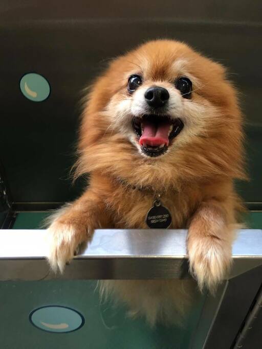 Benji!