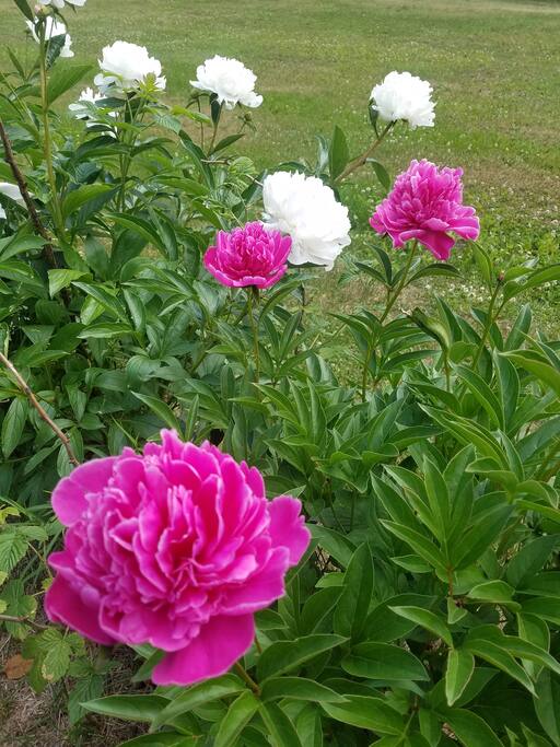 Gardens and Wild Flowers