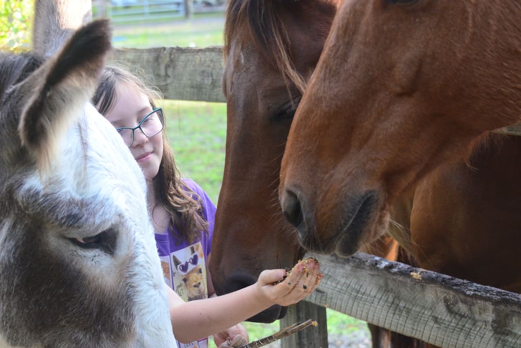 Sweet animals to enjoy and give snacks to.