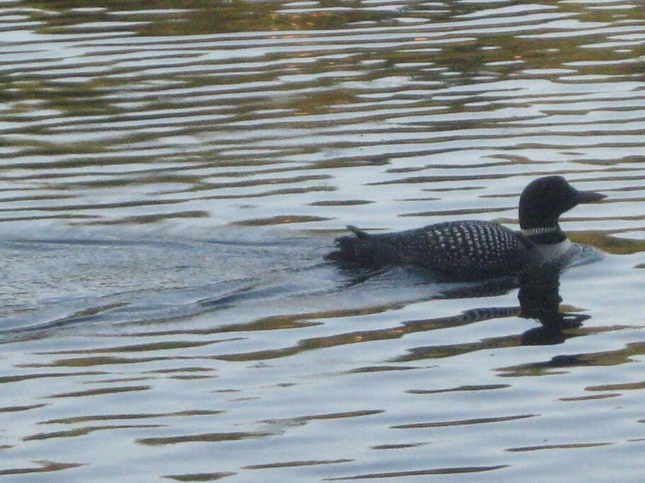 watching loons