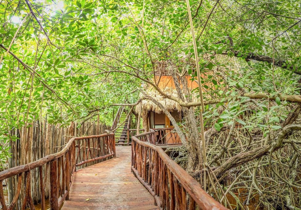 The walk to the treehouse