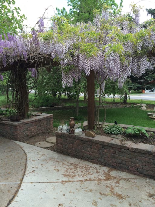 Wisteria filled Arbor
