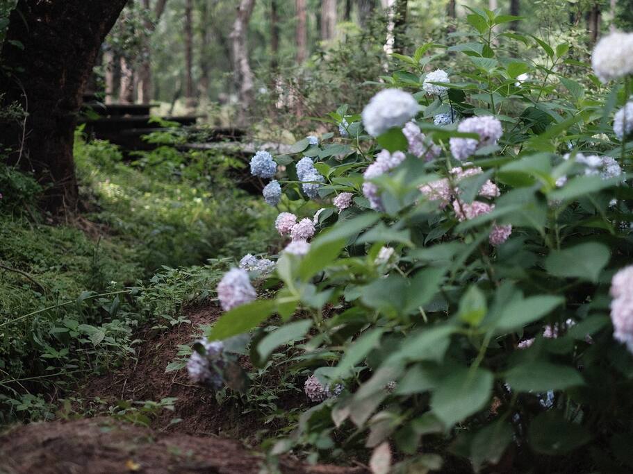 谁说一定要去日本看紫阳花 在南京我也有一片 南京旅游攻略 尽在airbnb爱彼迎