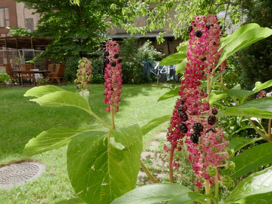 The garden belonging the property.