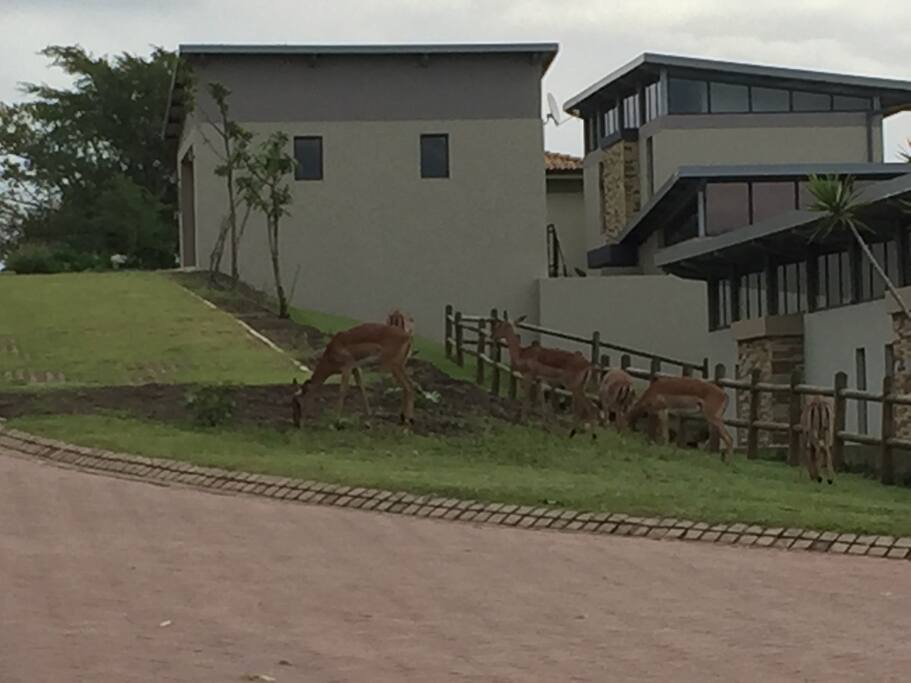 Impala roam freely through the estate