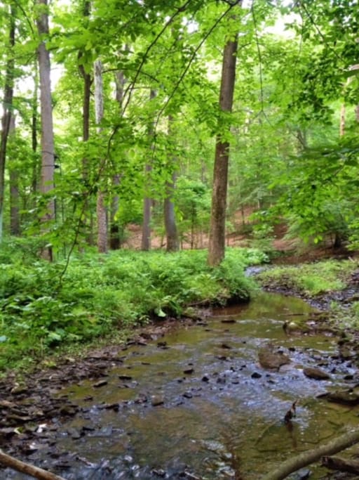 Beaver Creek in the backyard