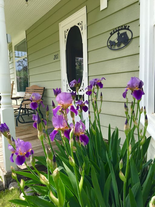 Beautiful Blooming Iris front porch