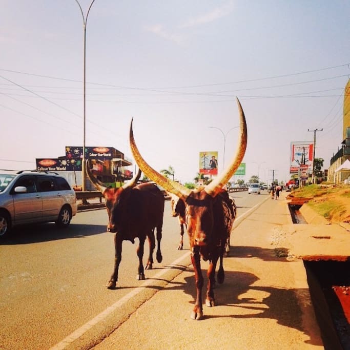 Just one of those Uganda classic photos. Stay in your lane!