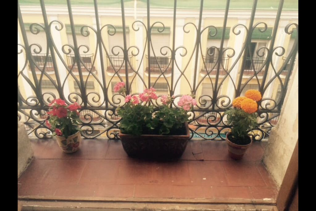 These flowers in your balcony are only on duty in spring :-)