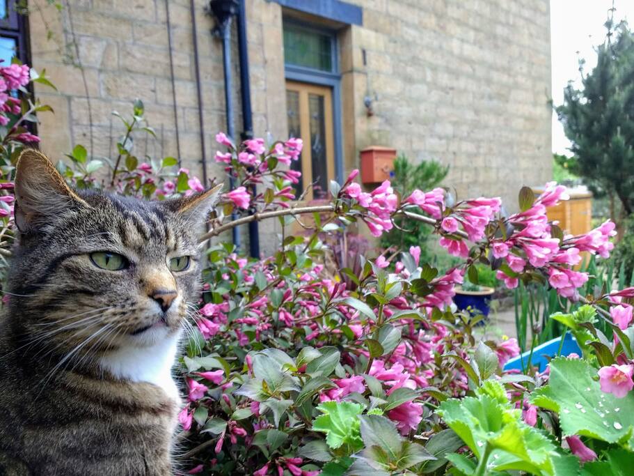 Sonny 'the Boy' keeping watch by our gate