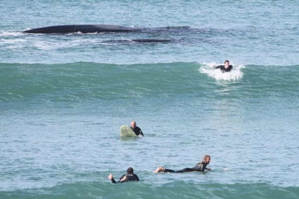 friends can drop in while surfing at Middleton point (i.e. some whales!!)