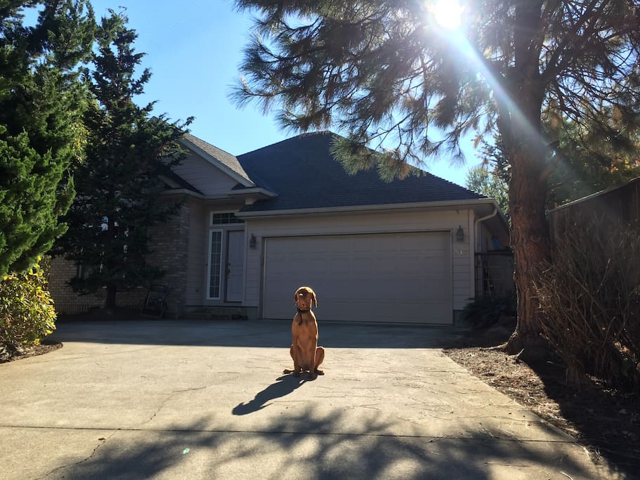 The front of our lovely, newer-built house with Roo the friendly greeter! Be aware of hugs and tons of vizsla love from this kind "guard-dog" :)