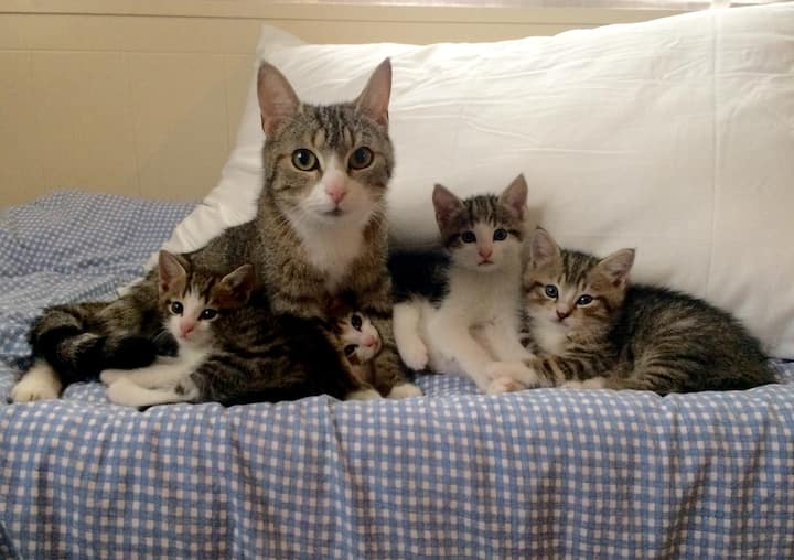 אין כאן יותר גורים, אבל מבוגרים מקסימים. קצת ביישנית, אבל ידידותית...