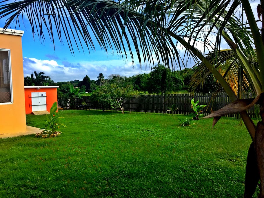 Backyard, fenced in, safe place for kids to run around, enjoy fruit trees, perfect for events/activities