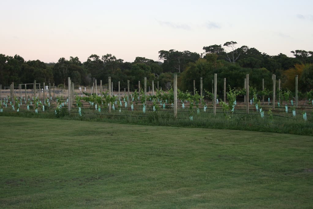 Beautiful vines - our pride and joy