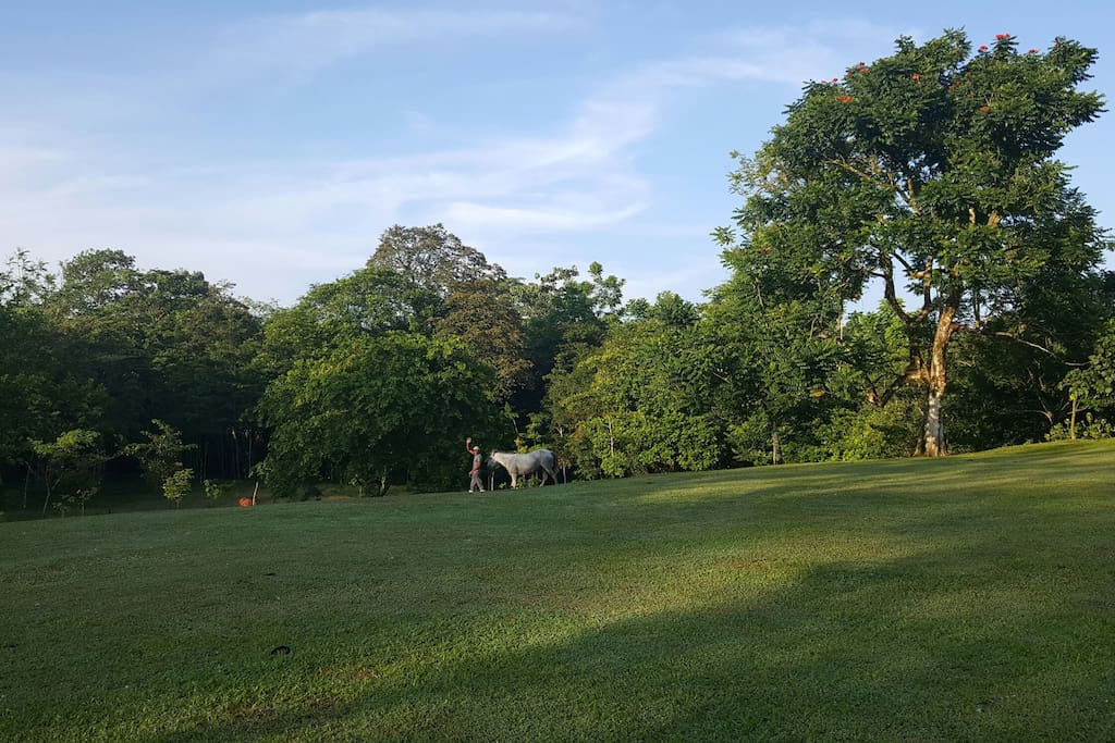 Part of the yard