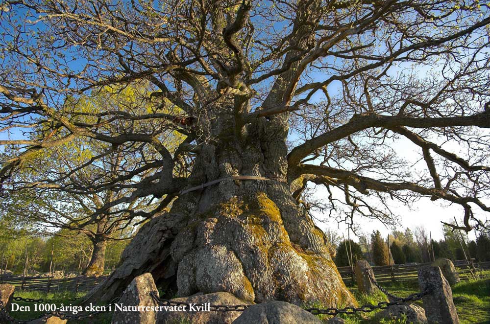 A towering ancient oak tree stands prominently, showcasing a wide trunk covered in moss and surrounded by a stone wall. The branches extend outward, adorned with fresh green leaves. The image captures the tree's grandeur against a clear sky and open field.