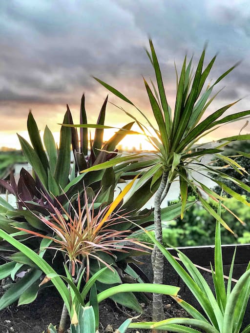 Rooftop plants includes exotic cactuses, pineapple trees and other exquisite secrets... :-)