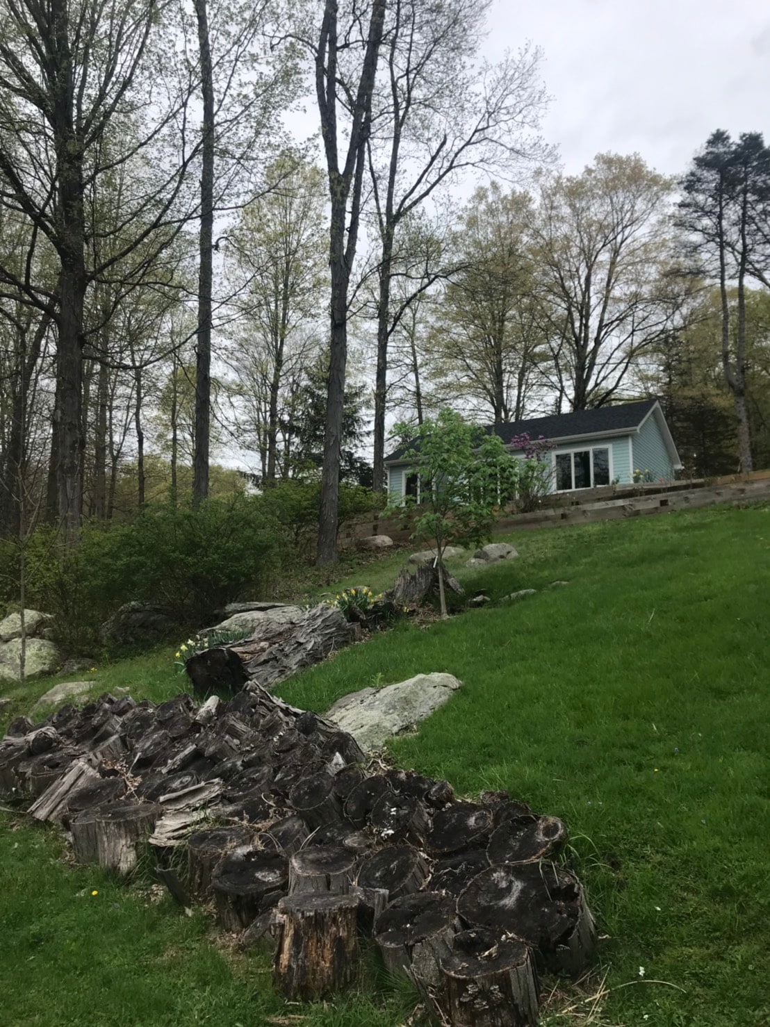 A newly remodeled guest house is nestled among trees, showcasing a harmonious blend with nature. A gently sloping lawn is framed by large rocks and cut logs, enhancing the lush green scenery. The surrounding forest provides a serene backdrop, creating a peaceful setting.