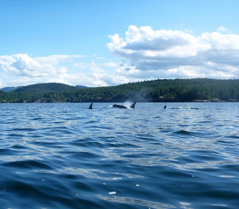 If you are lucky you will see Orcas