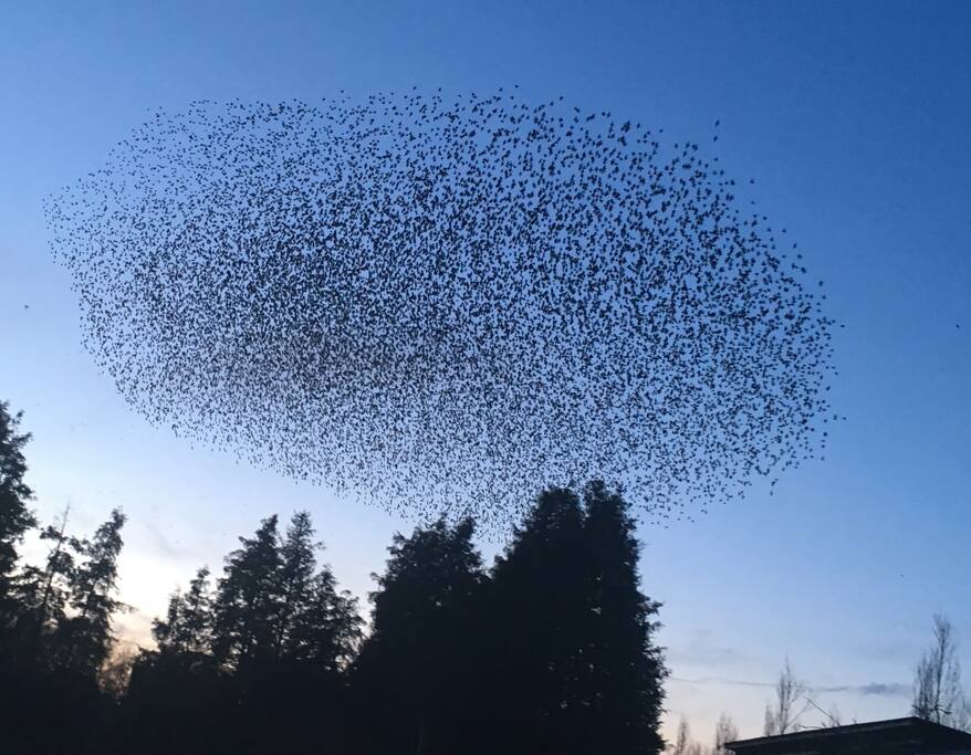 Foto fra haven - stærene går i seng