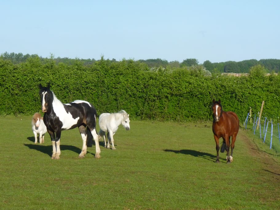The friendly neighbours!