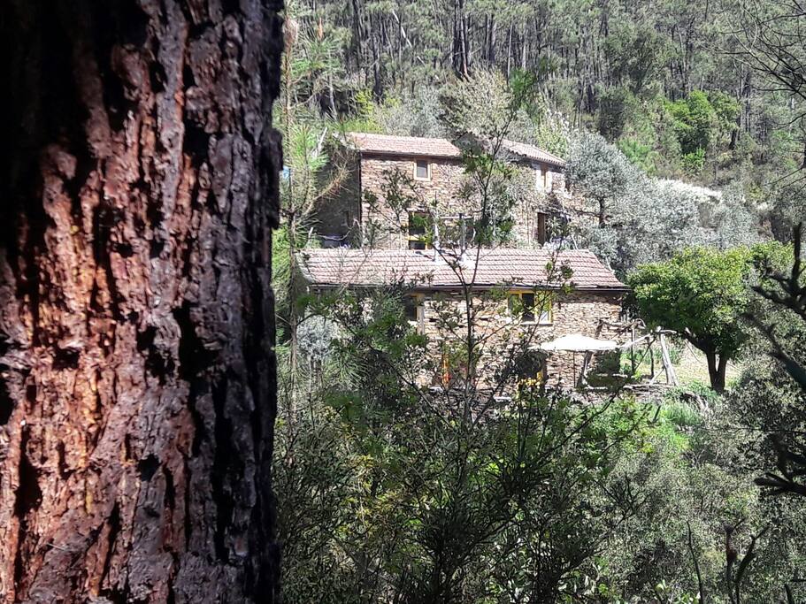 The view of the cottages form the forest walkway. Your cottage is the large one at the front with the private garden.