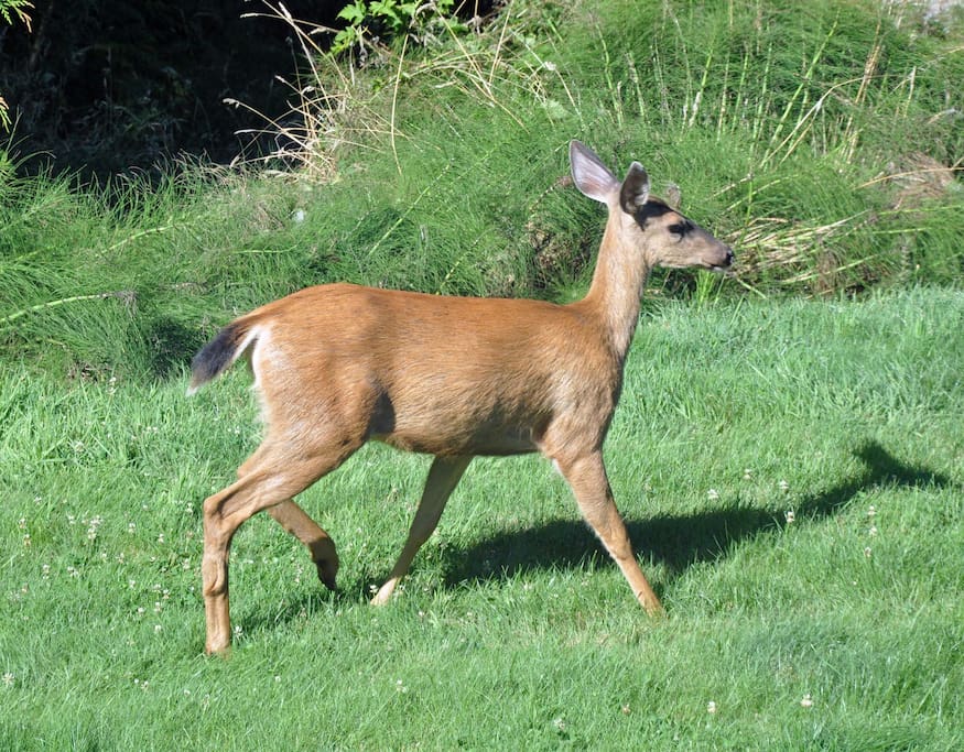 Our Closest Neighbors