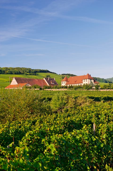 Gîte de Charme au Milieu des Vignes