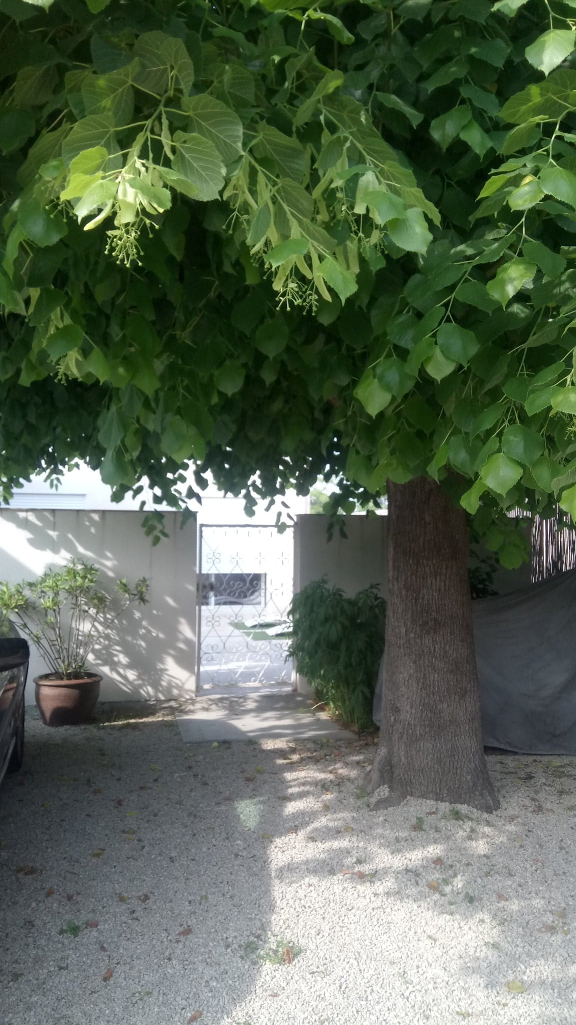 A lush tree with green leaves provides shade over a gravel pathway leading to a gated entrance. The entrance features a decorative iron gate, partially visible through the foliage. A potted plant stands beside the gate, enhancing the tranquil outdoor setting.