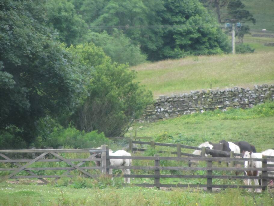 View from the kitchen window