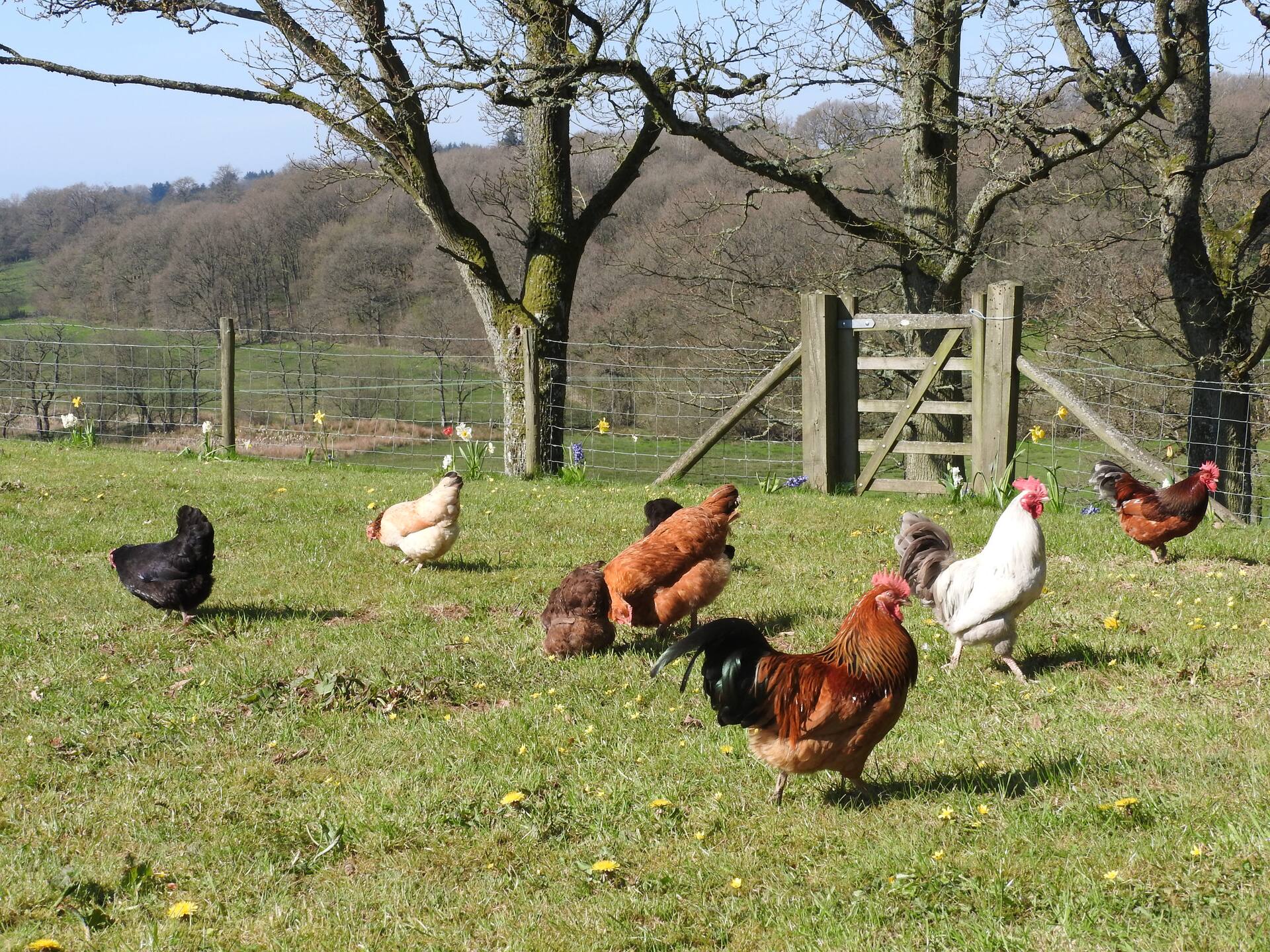 Red Kite Cottage — photo 3