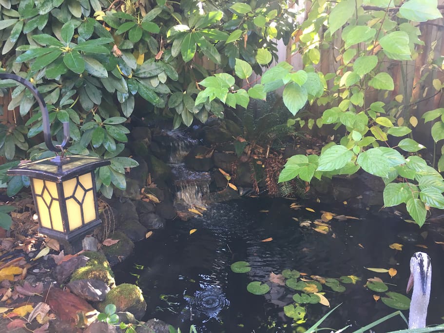 Pond and waterfall in the back with peaceful water sounds on summer nights