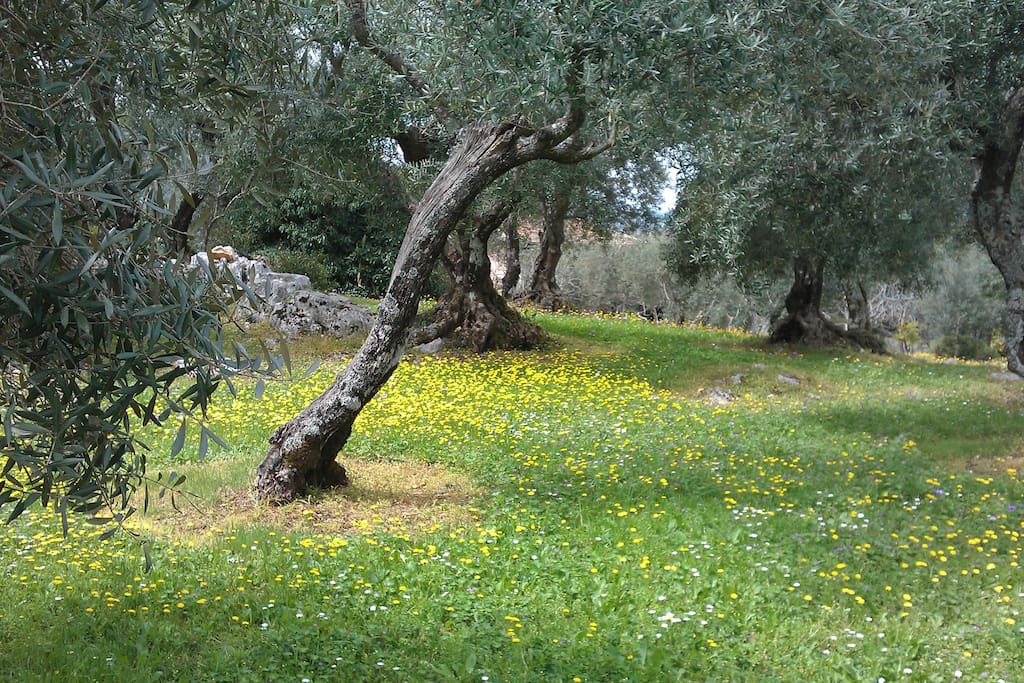 the olive grove