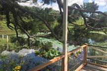 Hoop Pine Cabin