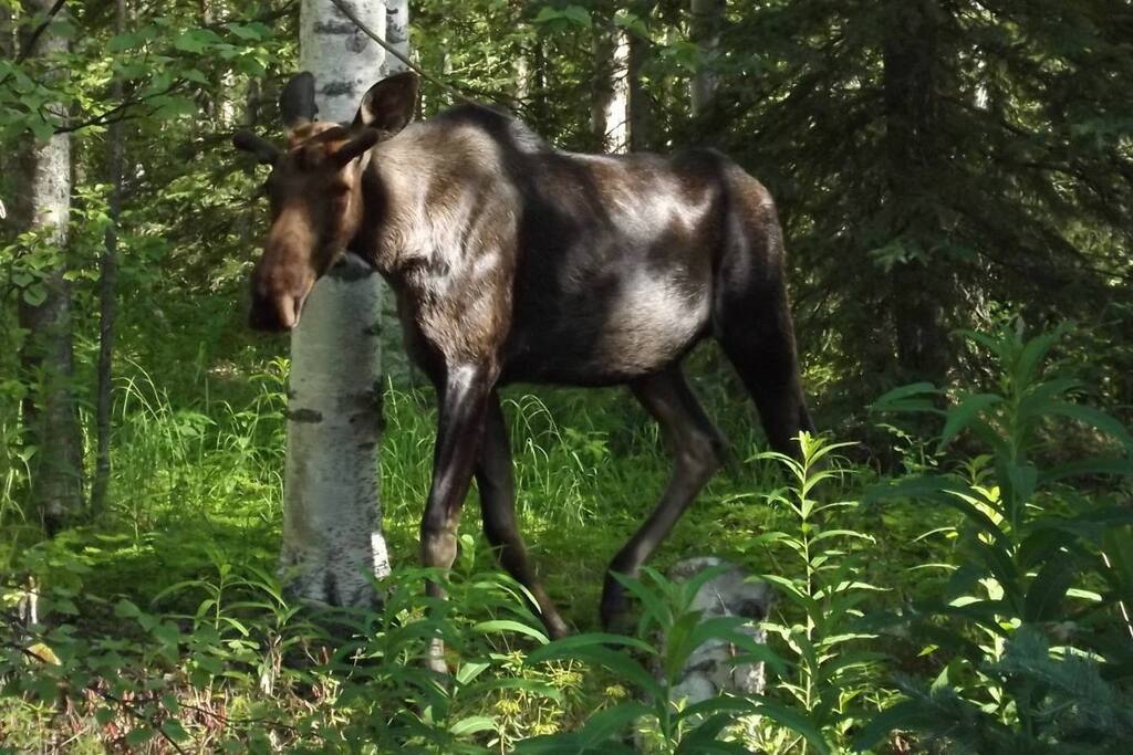 In Woods on Driveway