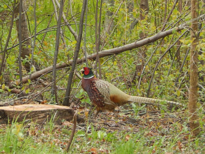 Sackville Vacation Rentals & Homes New Brunswick, Canada Airbnb