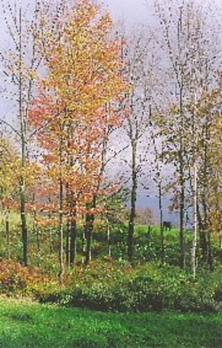 Horses in the adjacent field