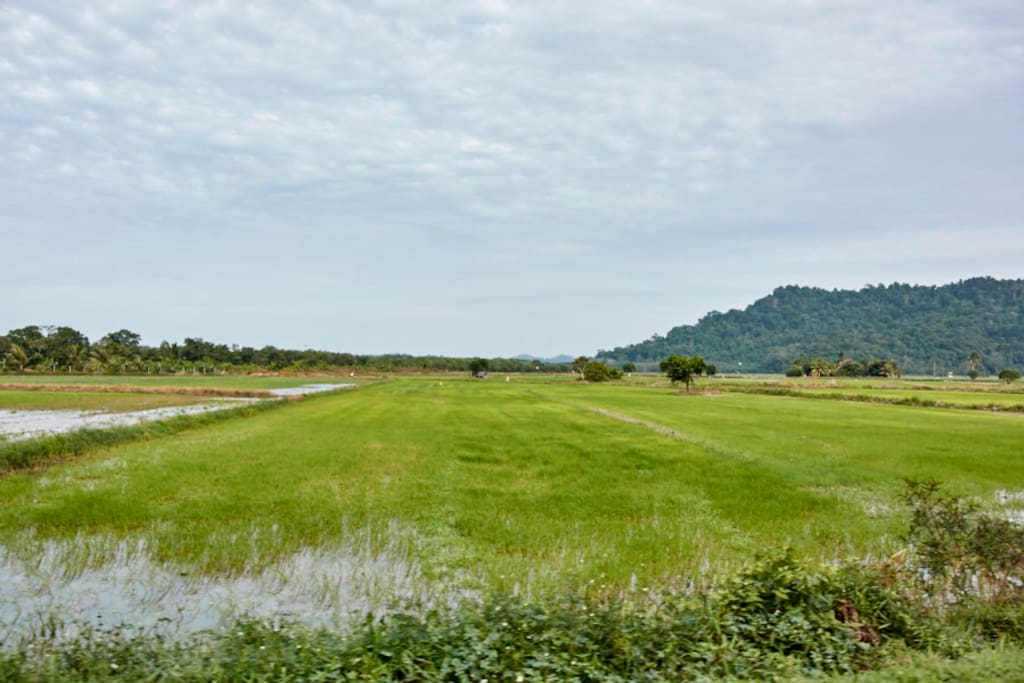 Rice Paddy - 5 mins walk