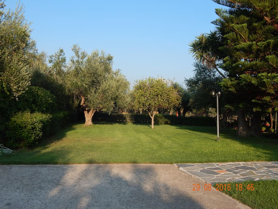 Our garden
