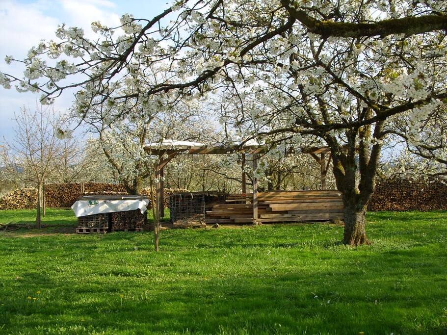 A walk through the cherry blossom
