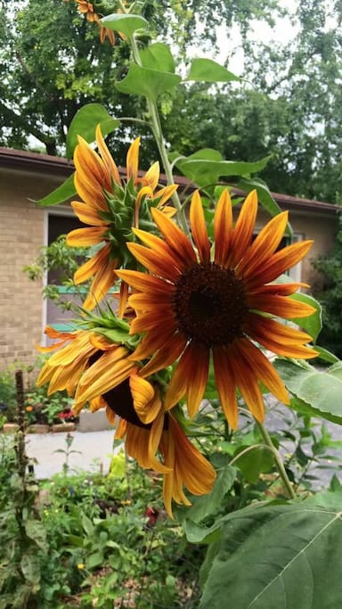 Lovely giant Red Sunflowers in late July <3