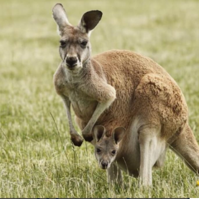 Many international tourists love seeing the kangaroos.
This photo shows a mother kangaroo with a Joey in her pouch.