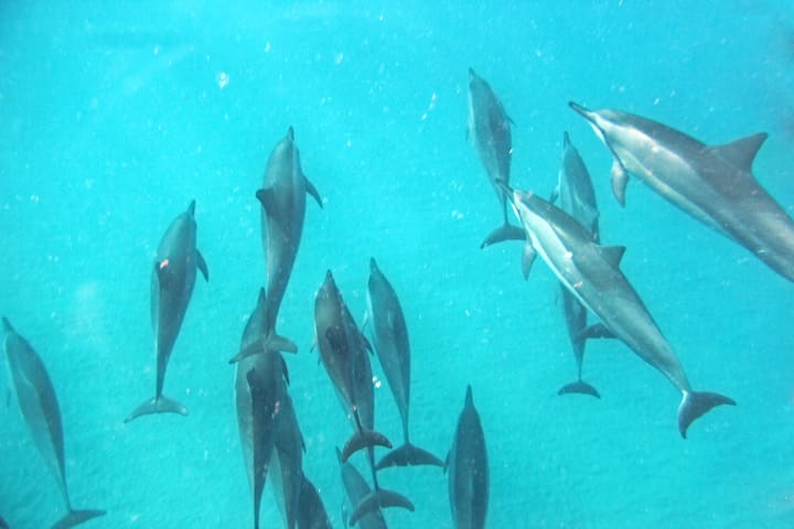 Dolphin Suite - Wonderful Location!