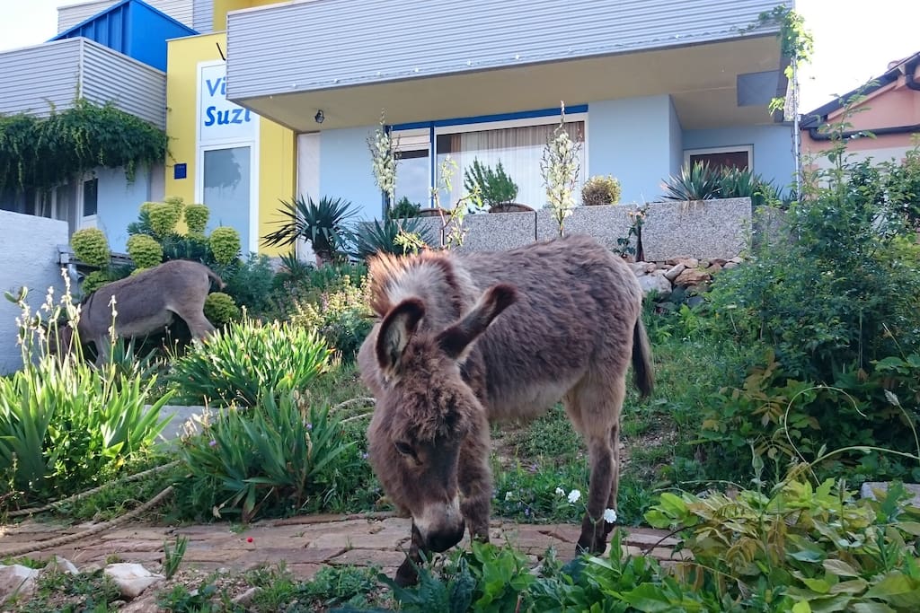 Hey, we are caring for the garden