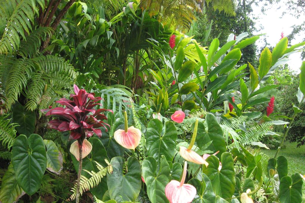 Shipman Pink anthuriums bloom outside the Guest Cottage.