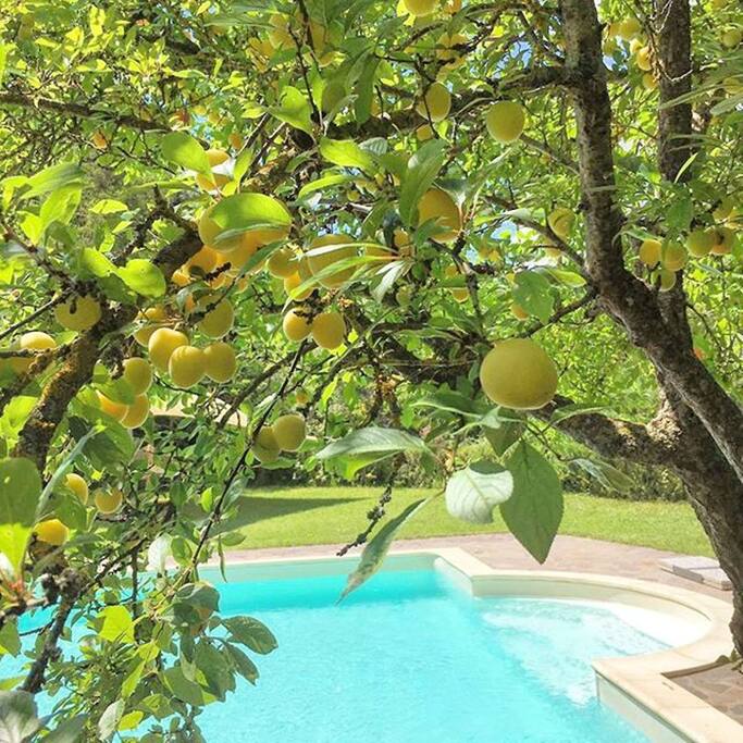 Plumtrees at poolside