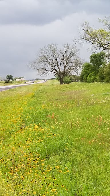 Wildflowers blooms in front entrance of the property on Highway 290